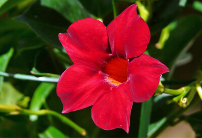 Sundevillea - sundevillea-scelte-per-te