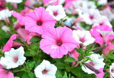 Surfinia - surfinia-scelte-per-te