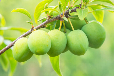 Susina Regina Claudia - Susina Regina Claudia