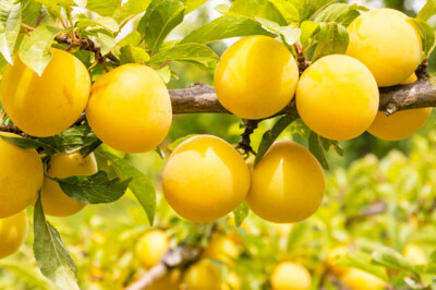 Susina Tc Sun - Susina Tc Sun