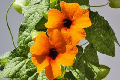 Thunbergia - thunbergia-scelte-per-te