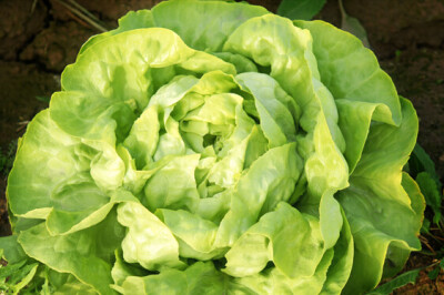 Lattuga Cappuccina Trocadero - Lattuga Cappuccina Trocadero