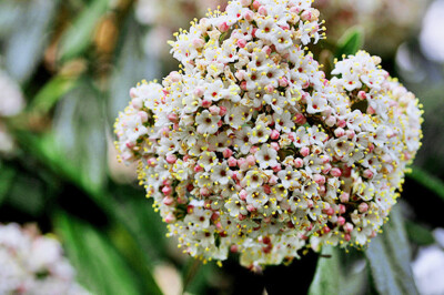 Viburno - viburno-scelte-per-te-giardino