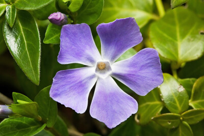 Vinca - vinca-scelte-per-te