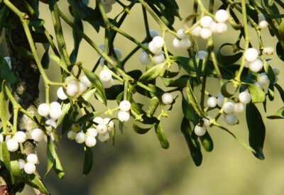 Vischio - vischio-scelte-per-te-giardino