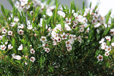 Wax flower - wax-flower