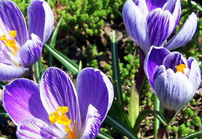 Zafferano - zafferano-scelte-per-te-giardino